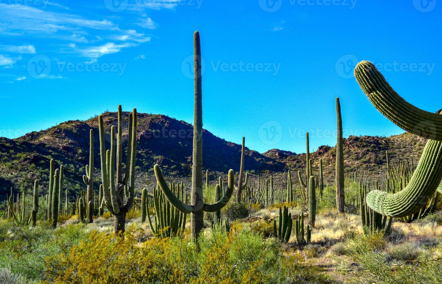 Group of large cacti against a blue sky Stenocereus thurberi and Carnegiea gigantea. Organ pipe national park, Arizona photo