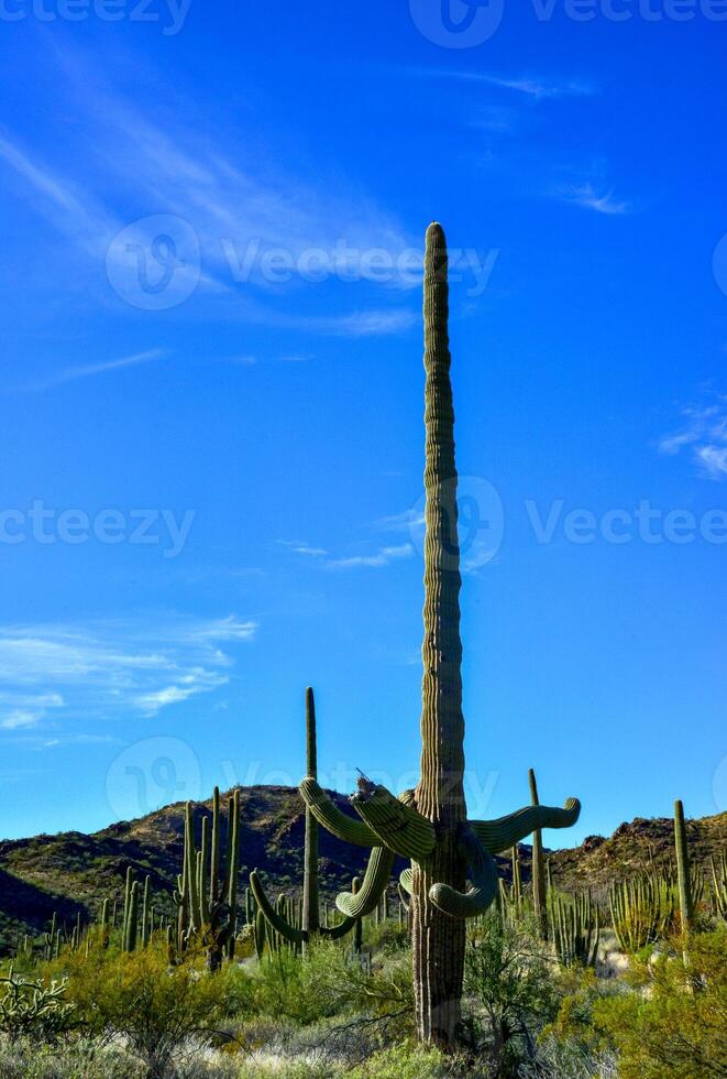 Desert landscape with cacti, in the foreground fruits with cactus seeds, Cylindropuntia sp. in a Organ Pipe Cactus National Monument, Arizona photo