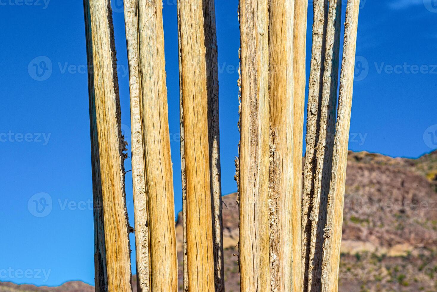 Arizona, Dead cactus wood Giant Saguaros Carnegiea gigantea. Organ Pipe Cactus National Monument, USA photo