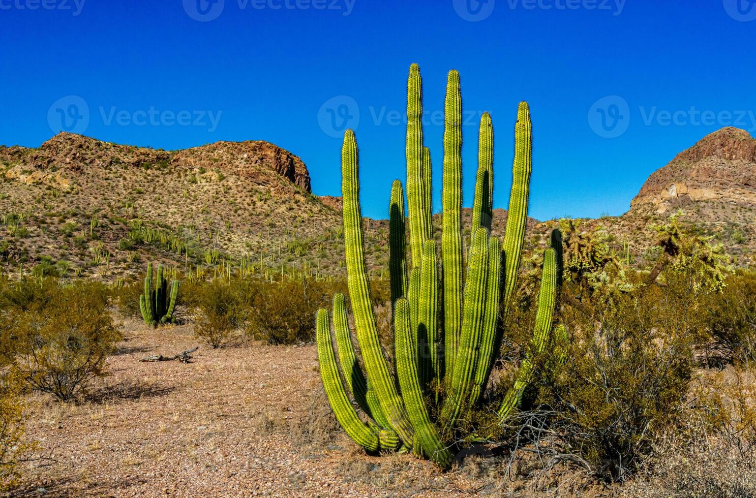 Group of large cacti against a blue sky Stenocereus thurberi and Carnegiea gigantea. Organ pipe national park, Arizona photo
