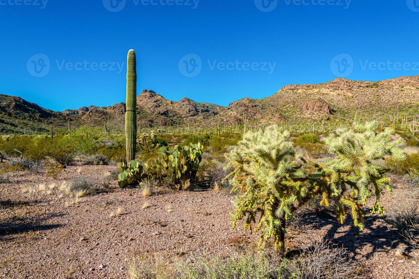 Desert landscape with cacti, in the foreground fruits with cactus seeds, Cylindropuntia sp. in a Organ Pipe Cactus National Monument, Arizona photo