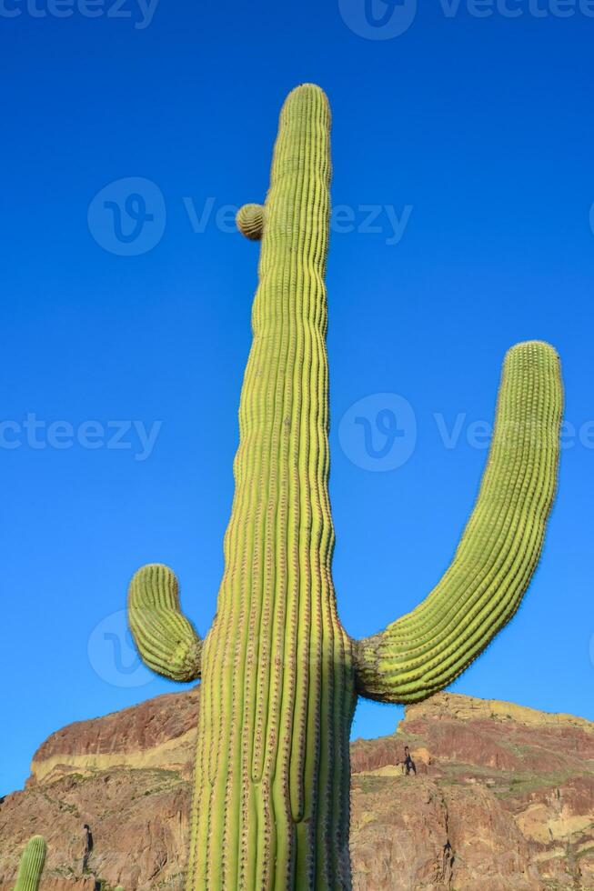 Arizona desert landscape, giant cacti Saguaro cactus Carnegiea gigantea against the blue sky, USA photo