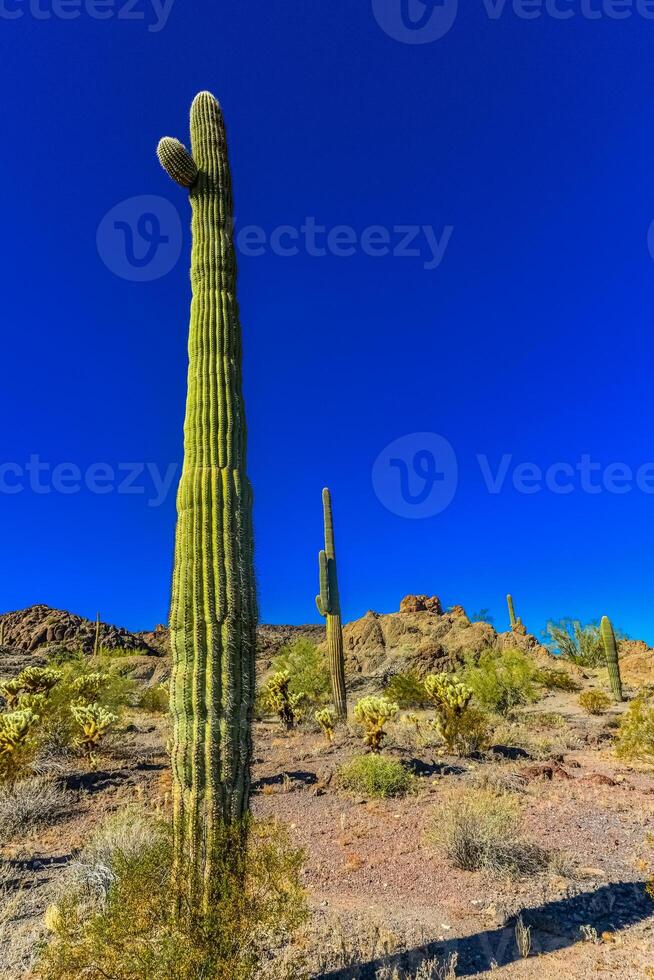 Desert landscape with cacti, in the foreground fruits with cactus seeds, Cylindropuntia sp. in a Organ Pipe Cactus National Monument, Arizona photo