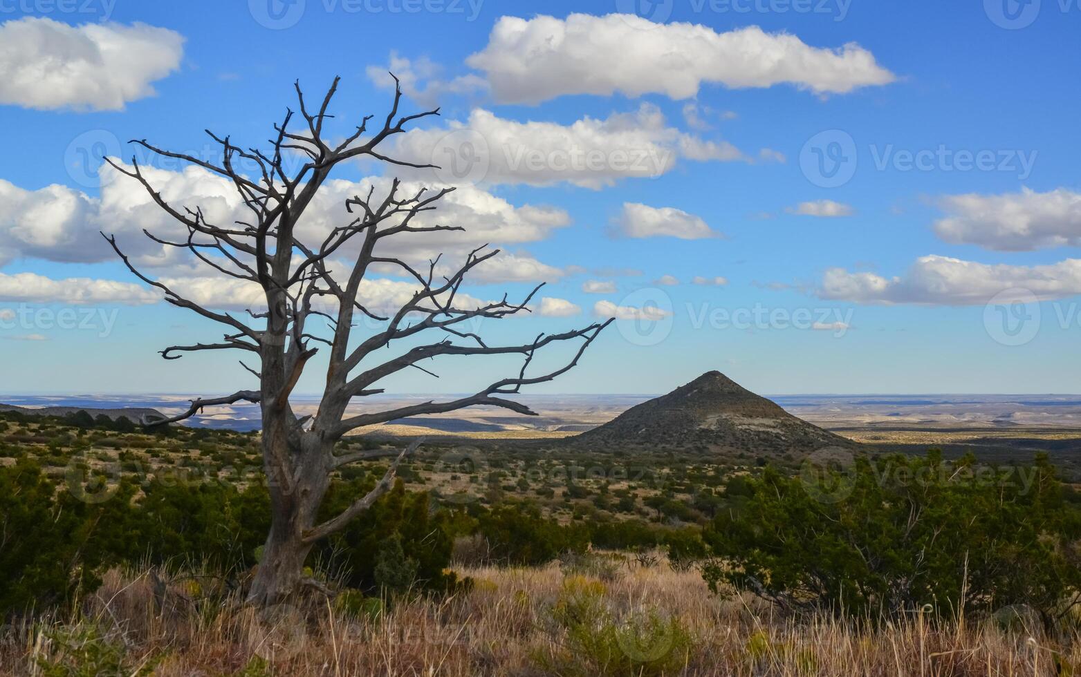 Dry tree, cacti and other desert plants on a cone-shaped landscape in Guadalupe National Park, New Mexico photo