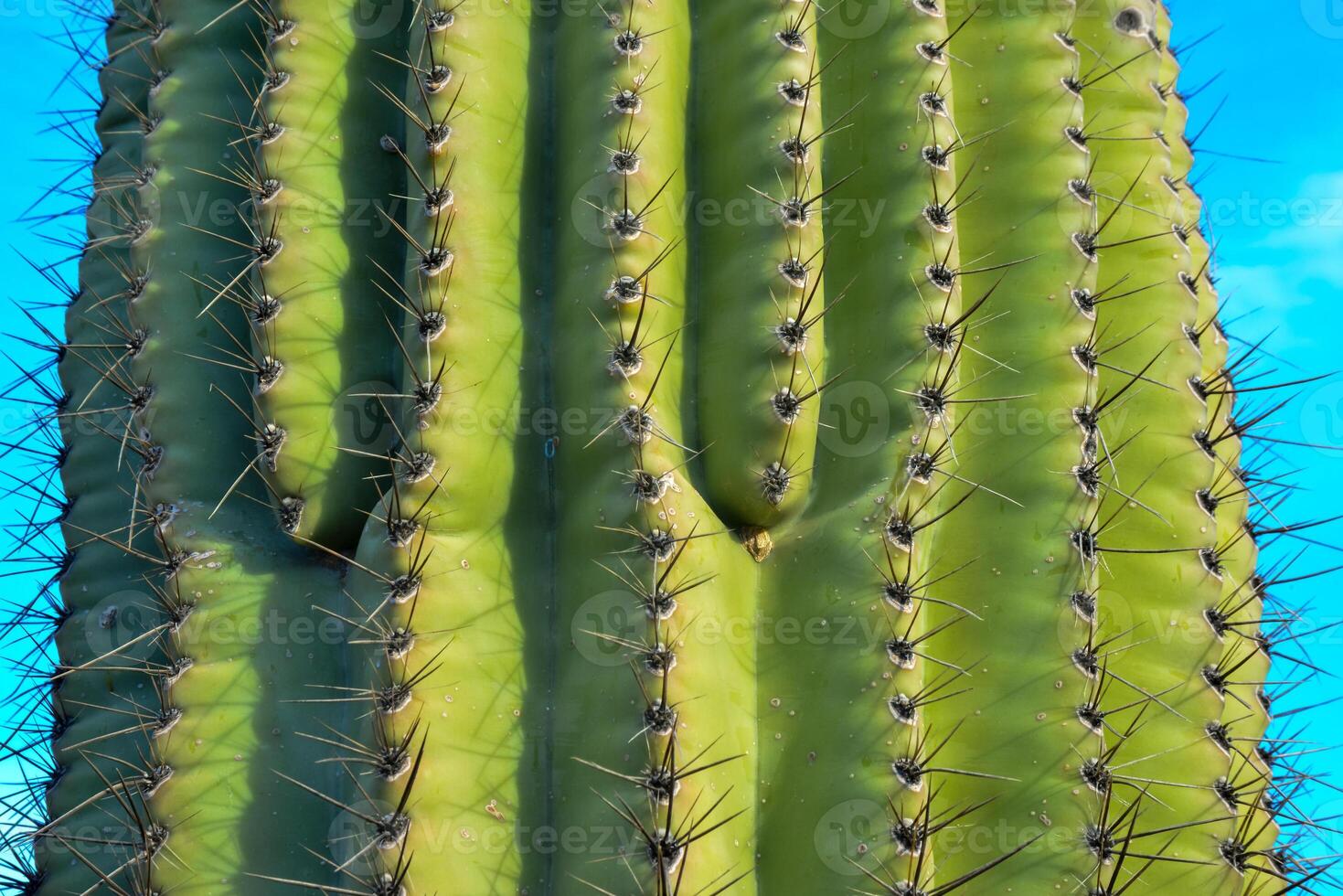 Fragment of a thick corky thorny stem of a Saguaro cactus Carnegiea gigantea, Arizona USA photo
