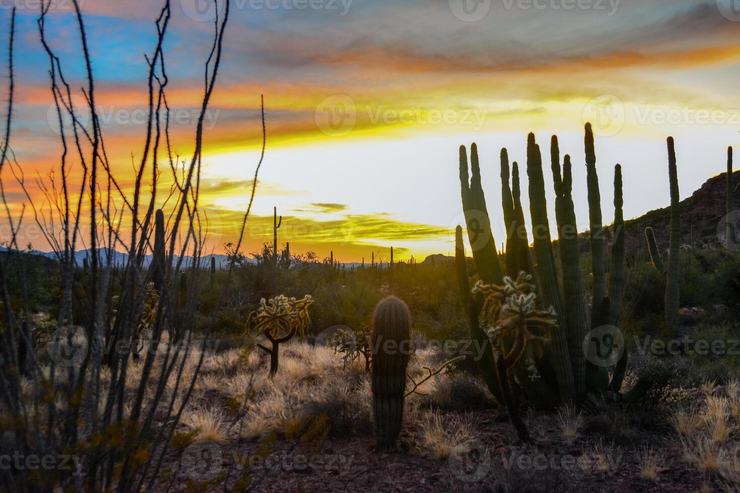 Giant Saguaros Carnegiea gigantea against the background of red clouds in the evening at sunset. Organ Pipe Cactus National Monument, Arizona photo