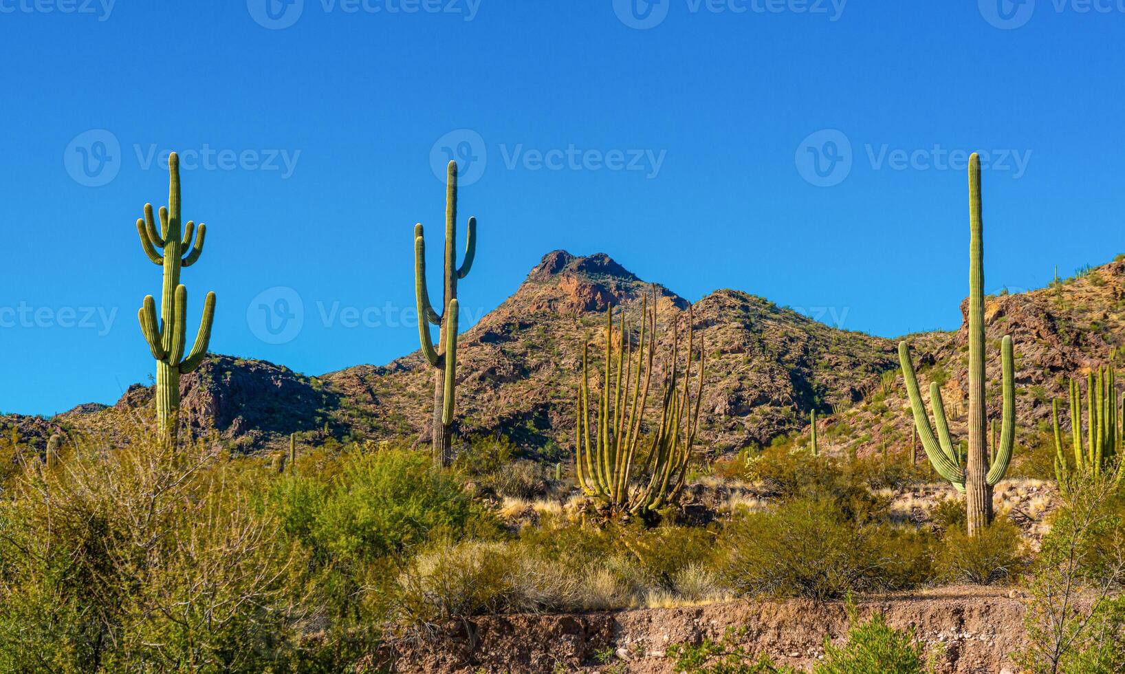 Desert landscape with cacti, in the foreground fruits with cactus seeds, Cylindropuntia sp. in a Organ Pipe Cactus National Monument, Arizona photo