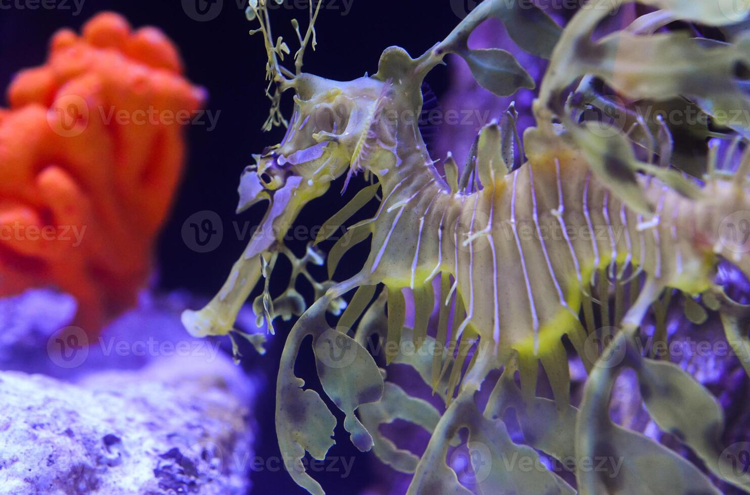 Leafy Seadragon Phycodurus eques swims in a saltwater aquarium photo