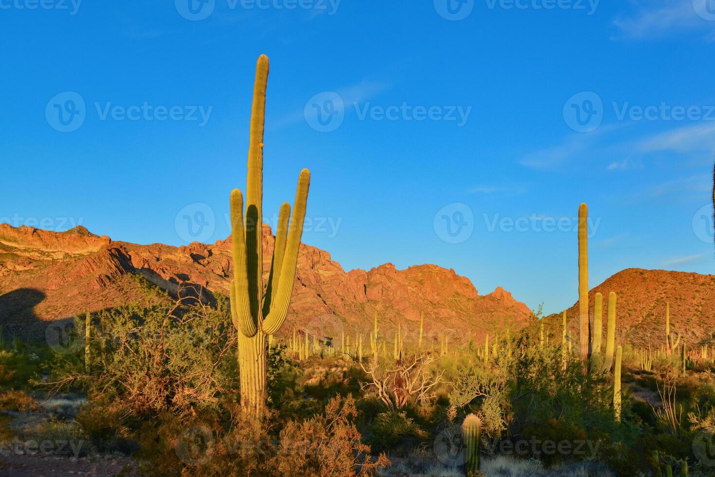 Arizona desert landscape, giant cacti Saguaro cactus Carnegiea gigantea against the blue sky, USA photo