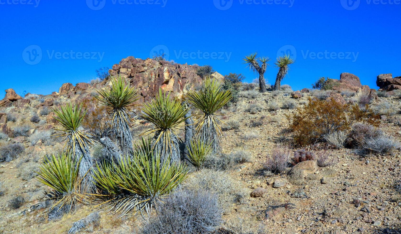 Rock desert landscape in California, yucca, cacti and desert plants in the foreground. photo