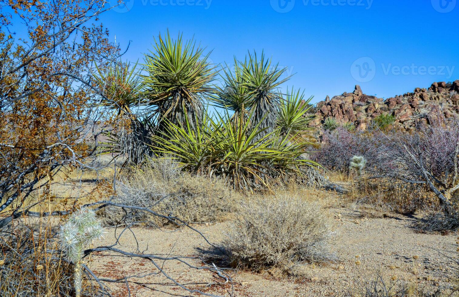 Rock desert landscape in California, yucca, cacti and desert plants in the foreground. photo