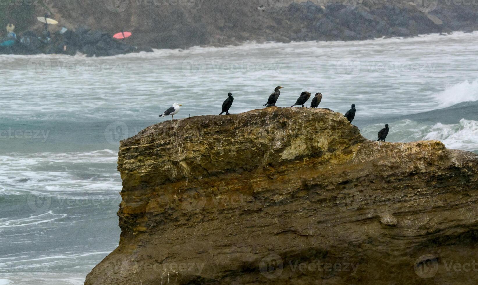 Seabirds on a coastal cliff during a storm, Pacific Ocean, Malibu area, California photo