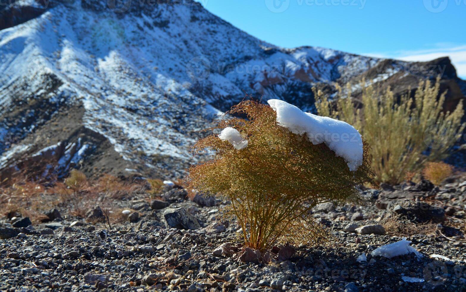 A cap of snow on desert plants on a snow-covered mountain pass. Death Valley National Park, CA photo