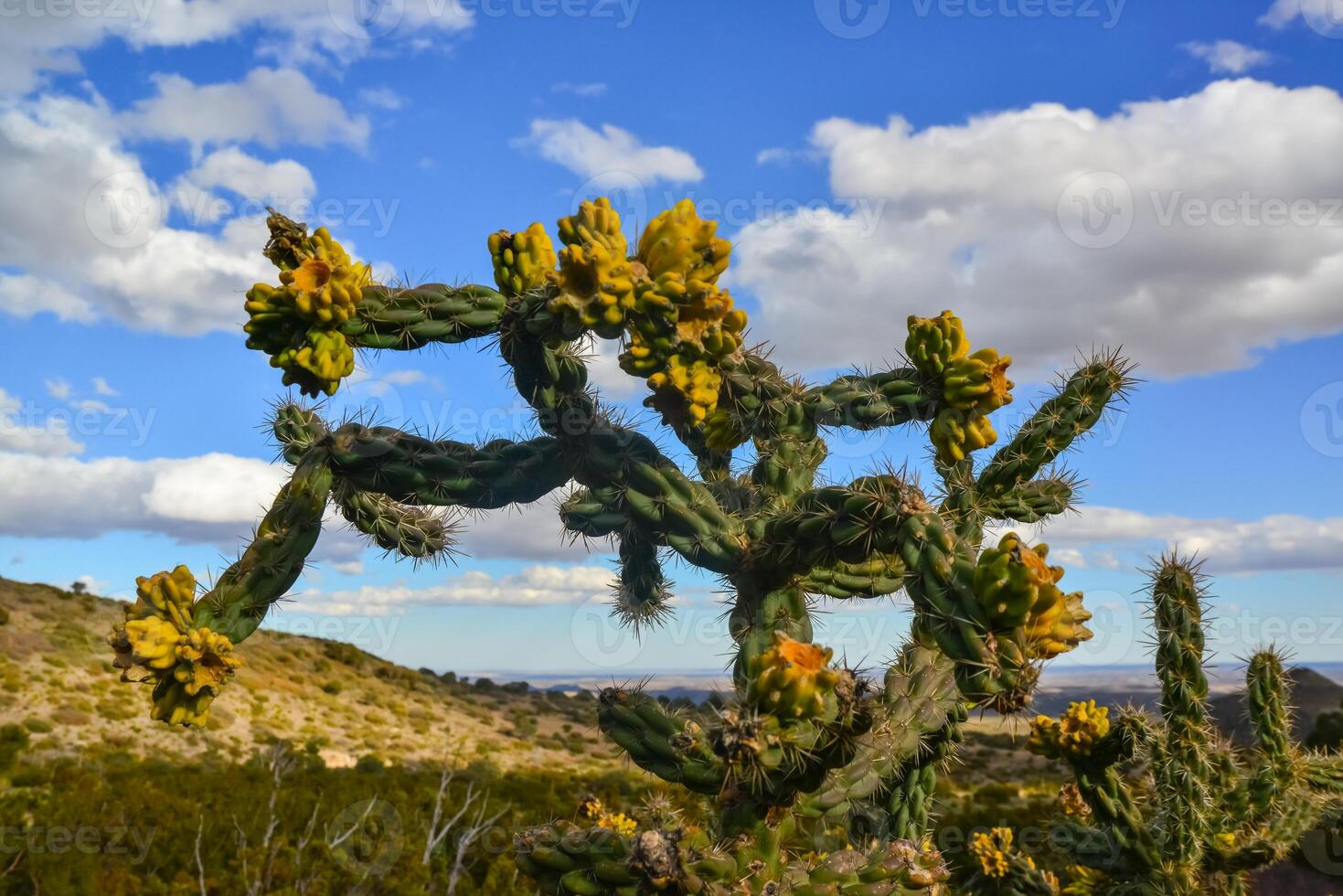 Cacti Tree cholla Cylindropuntia imbricata against the blue sky in a mountain landscape in New Mexico, USA photo