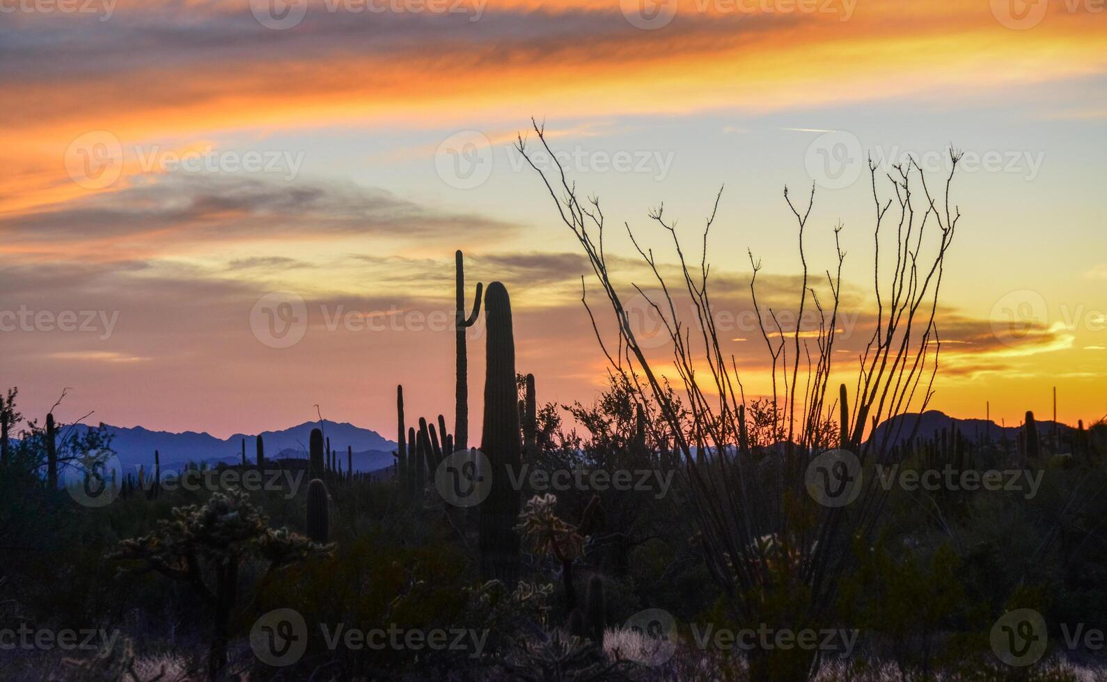 Giant Saguaros Carnegiea gigantea against the background of red clouds in the evening at sunset. Organ Pipe Cactus National Monument, Arizona photo
