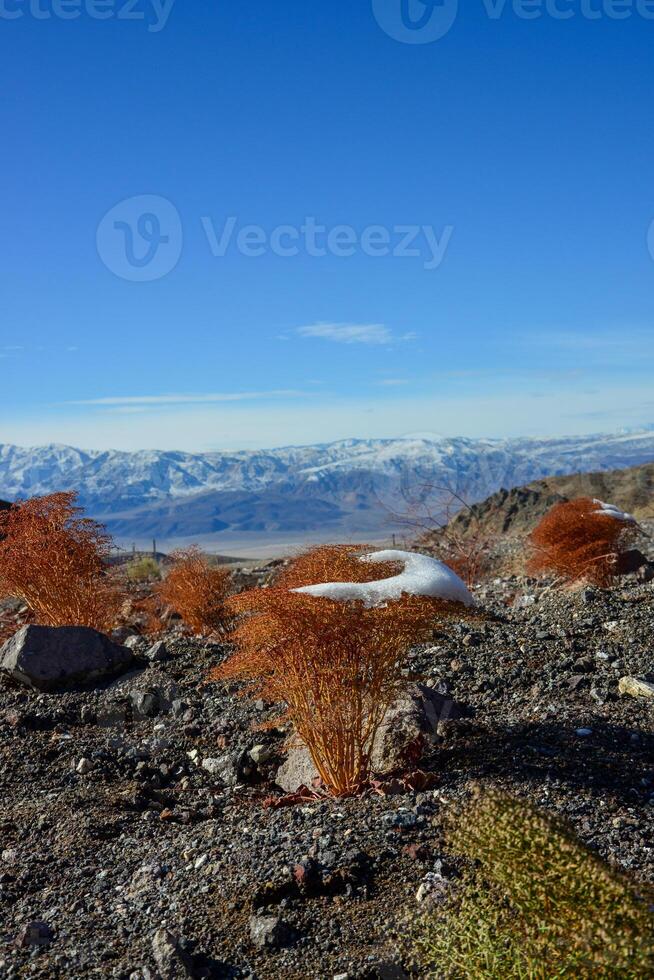 A cap of snow on desert plants on a snow-covered mountain pass. Death Valley National Park, CA photo
