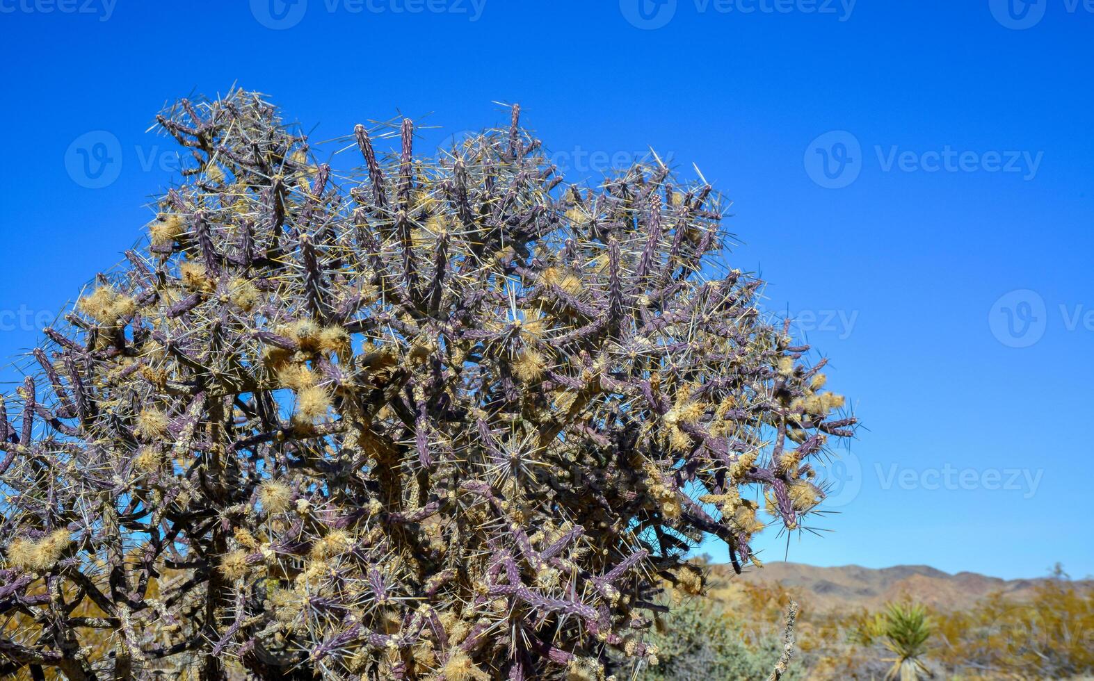 Branched Pencil Cholla, Cylindropuntia ramosissima, Joshua Tree National park, California photo