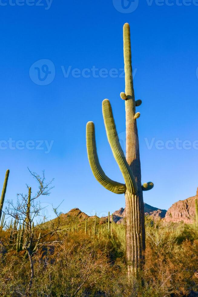 Arizona desert landscape, giant cacti Saguaro cactus Carnegiea gigantea against the blue sky, USA photo