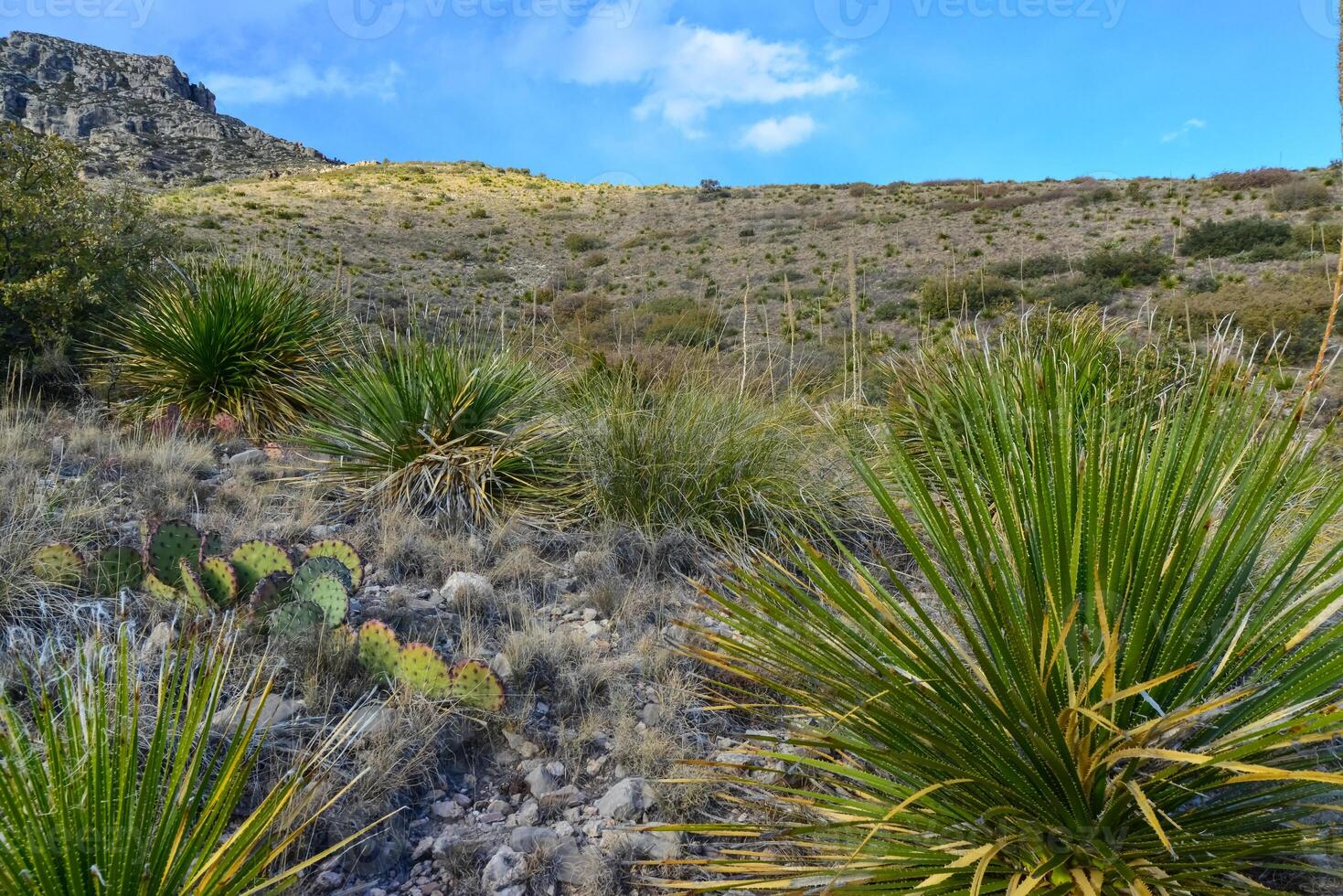 Agave, yucca, cacti and desert plants in a mountain valley landscape in New Mexico, photo