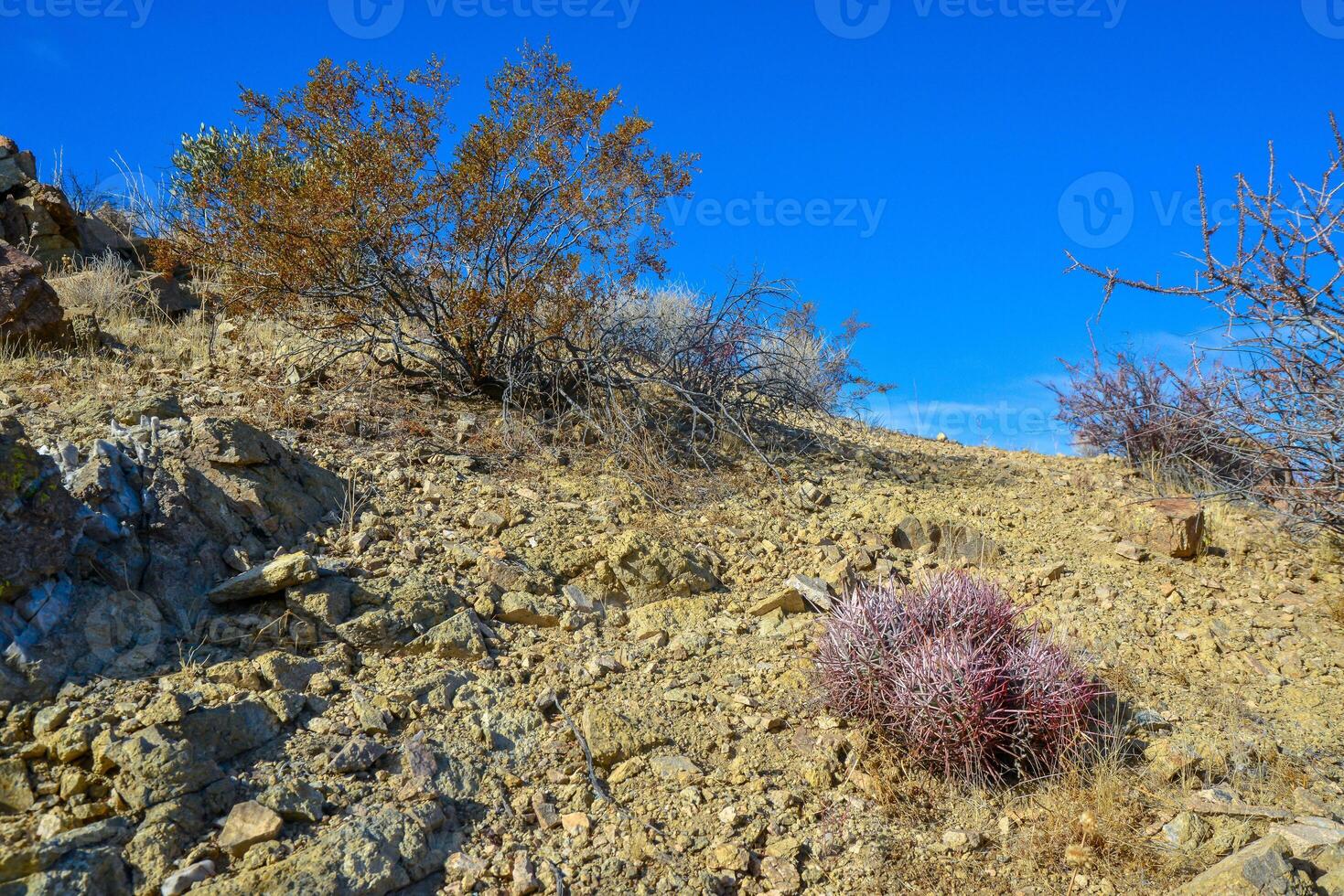 Echinocactus polycephalus, Cottontop Cactus, Many-headed Barrel Cactus, Cannonball Cactus. Cacti in the Arizona desert. photo