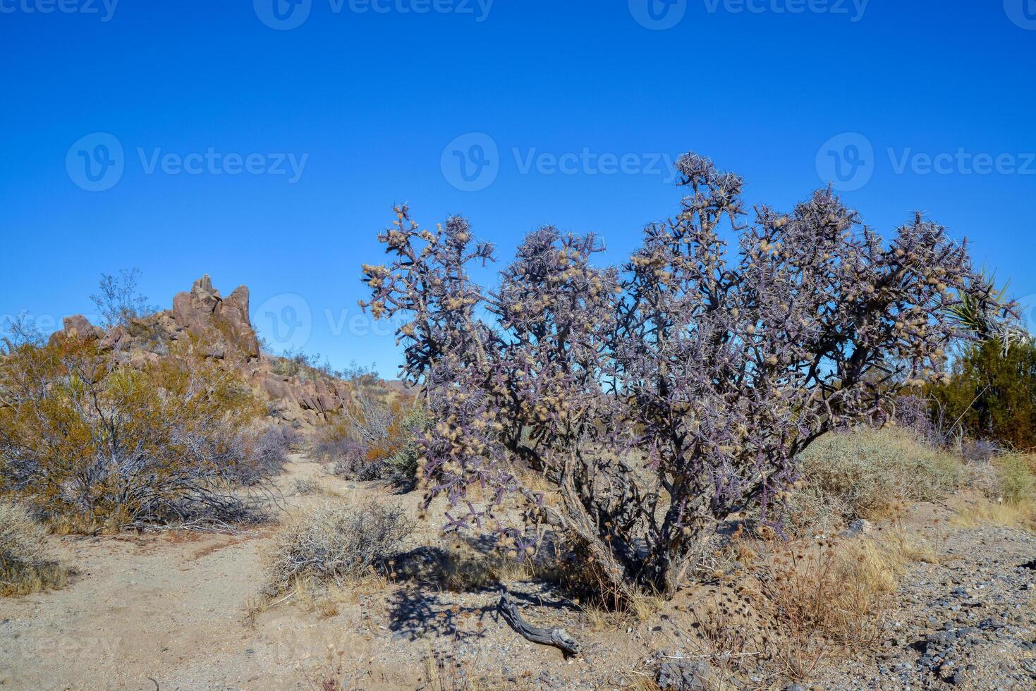 Branched Pencil Cholla, Cylindropuntia ramosissima, Joshua Tree National park, California photo