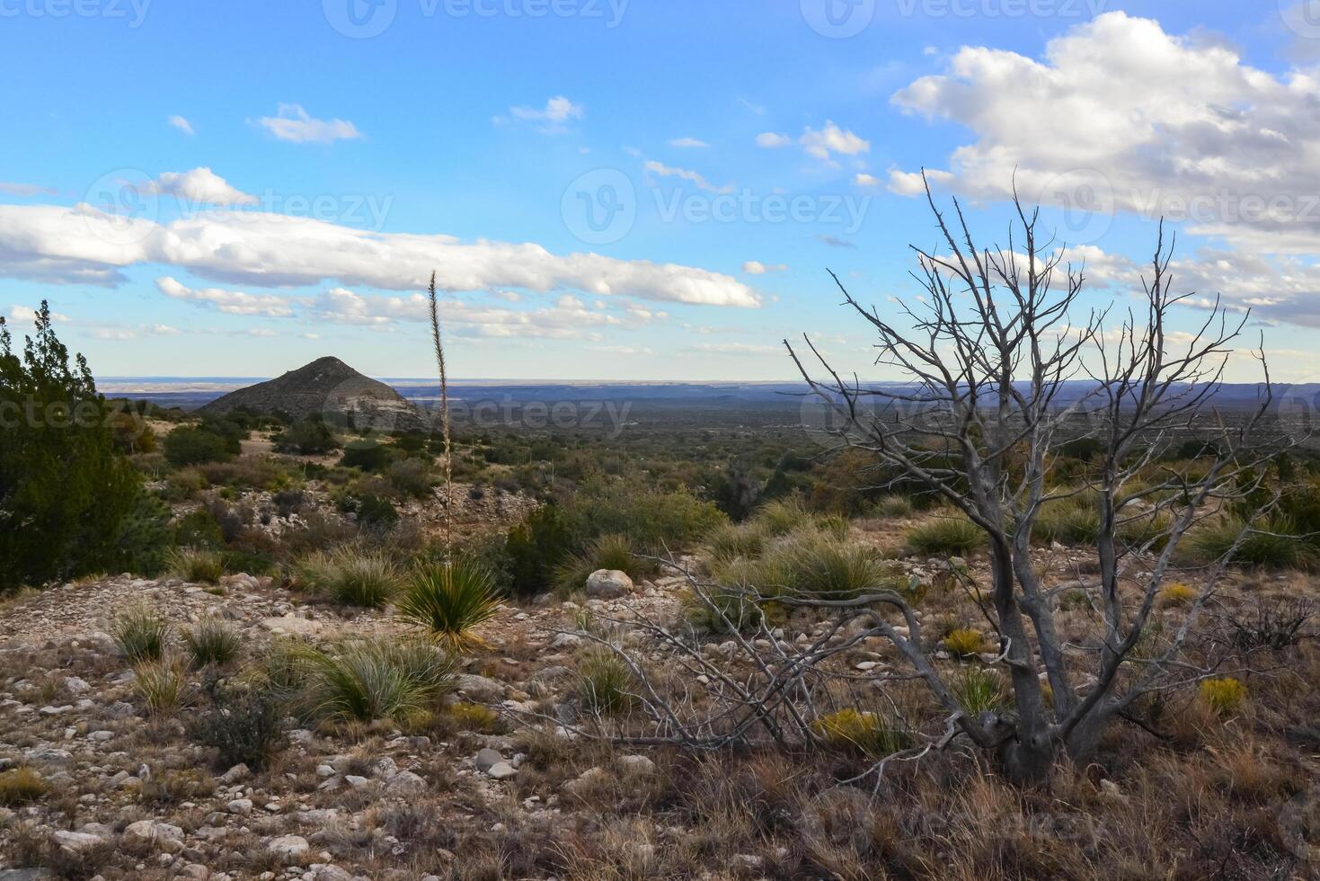 Dry tree, cacti and other desert plants on a cone-shaped landscape in Guadalupe National Park, New Mexico photo