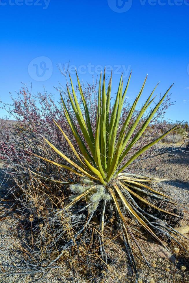 Rock desert landscape in California, yucca, cacti and desert plants in the foreground photo