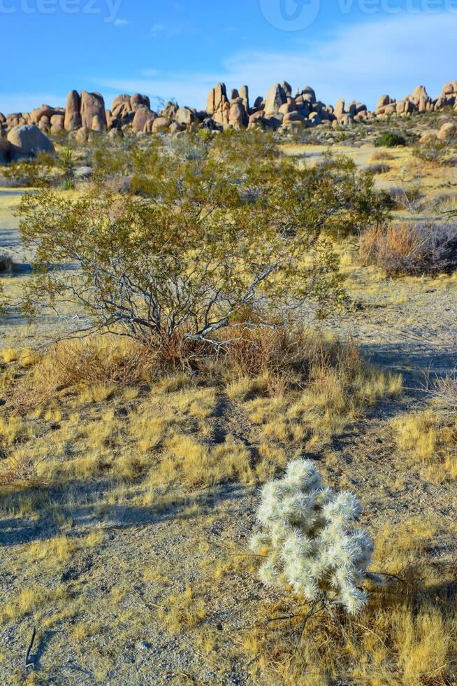 Cylindropuntia echinocarpa - Cholla Cactus Garden Sunset Mojave Desert Joshua Tree National Park photo