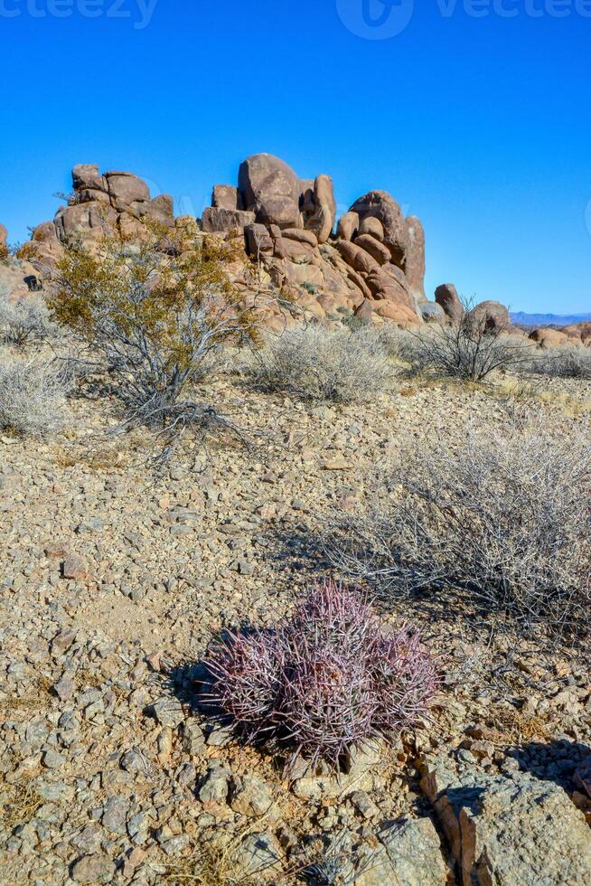 Cacti in the stone desert in the foothills, Echinocactus polycephalus -Cottontop Cactus, Many-headed Barrel Cactus photo
