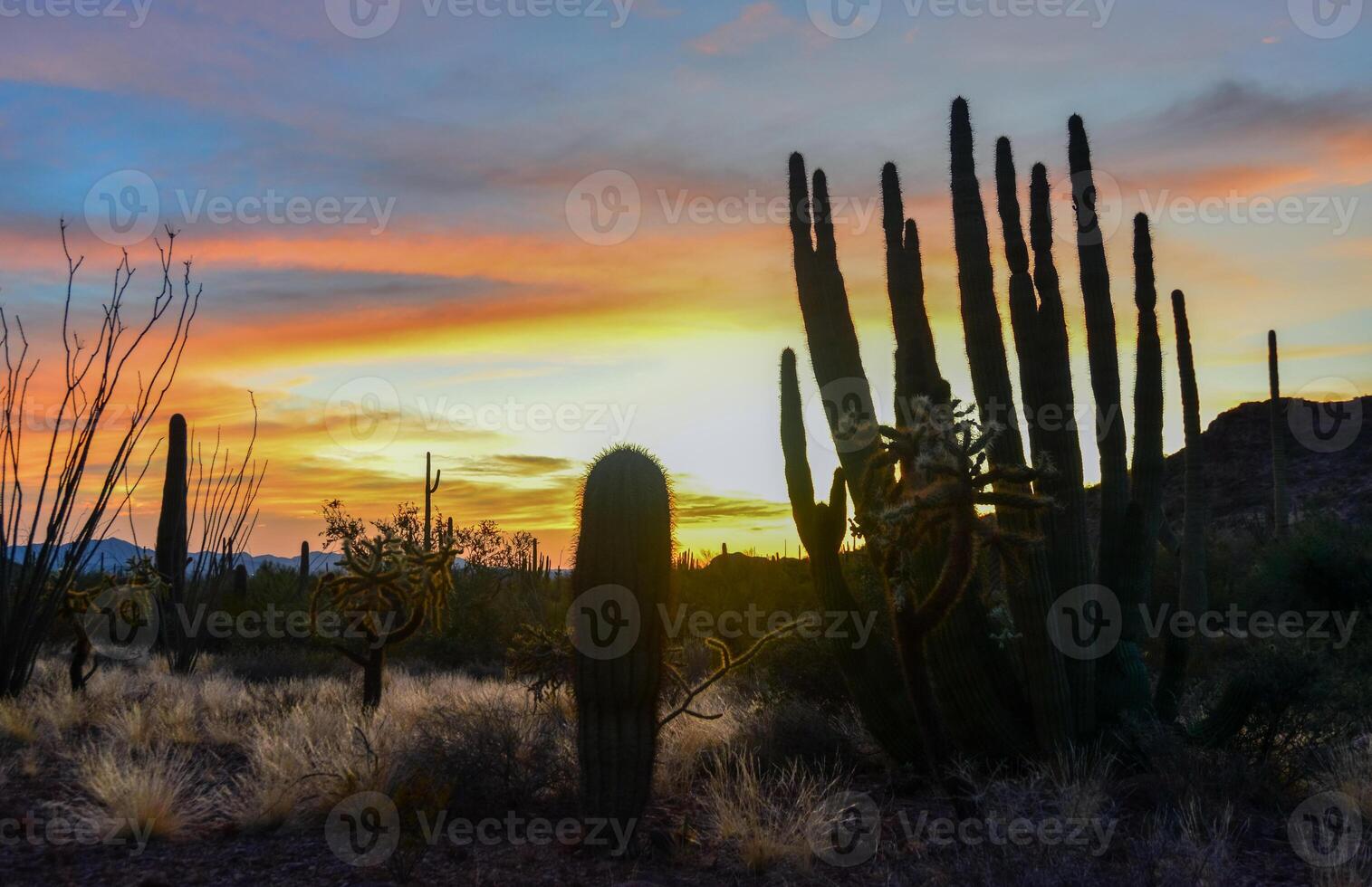 Giant Saguaros Carnegiea gigantea against the background of red clouds in the evening at sunset. Organ Pipe Cactus National Monument, Arizona photo