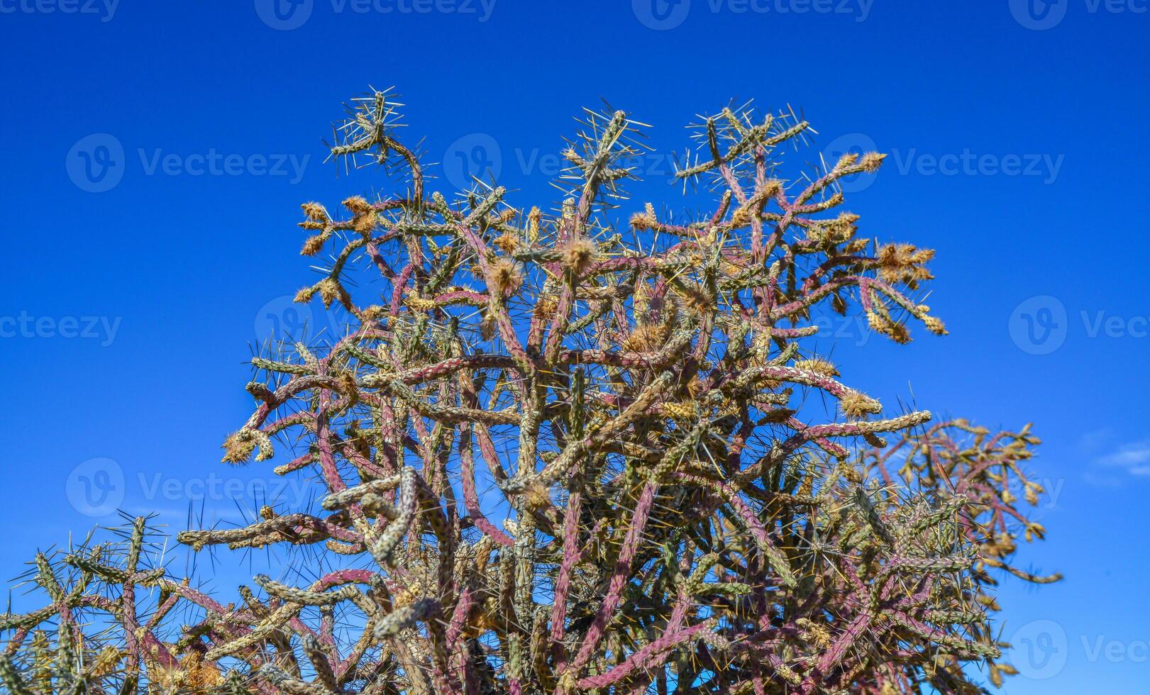 Branched Pencil Cholla, Cylindropuntia ramosissima, Joshua Tree National park photo