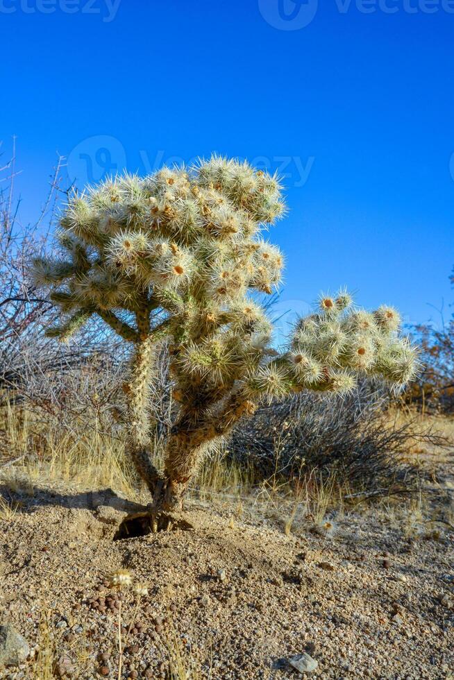 Teddy bear cholla - Cylindropuntia bigelovii, Cholla Cactus Garden at Joshua Tree National Park photo