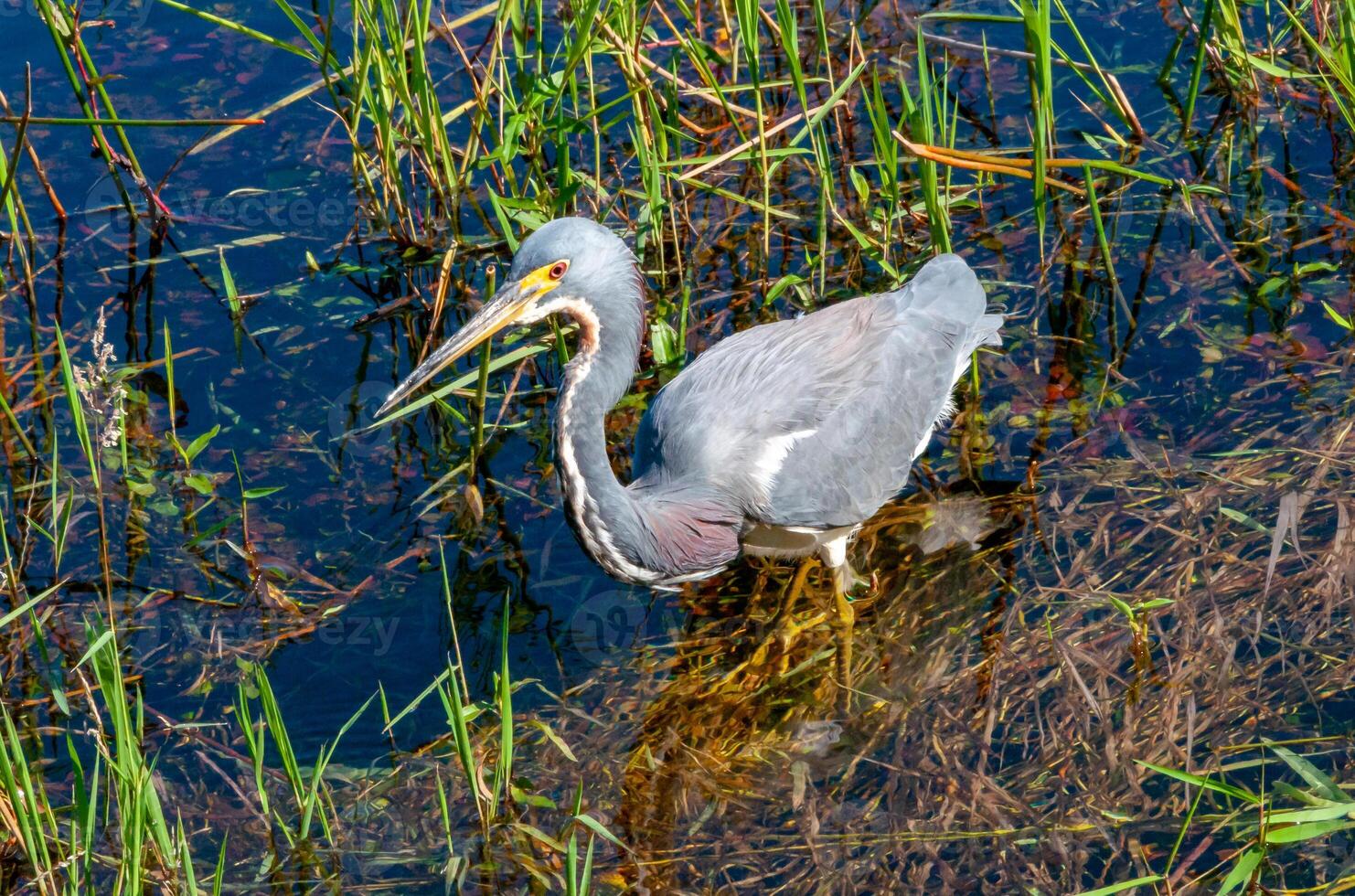 Blue Heron Egretta caerulea in a central Florida pond. Florida photo
