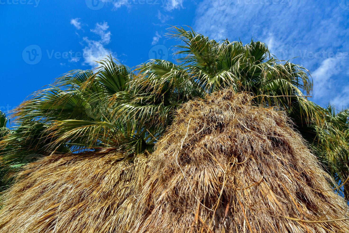 Palm trees rise in the desert at Thousand Palms Oasis near Coachella Valley Preserve. Villis palms oasis. California photo