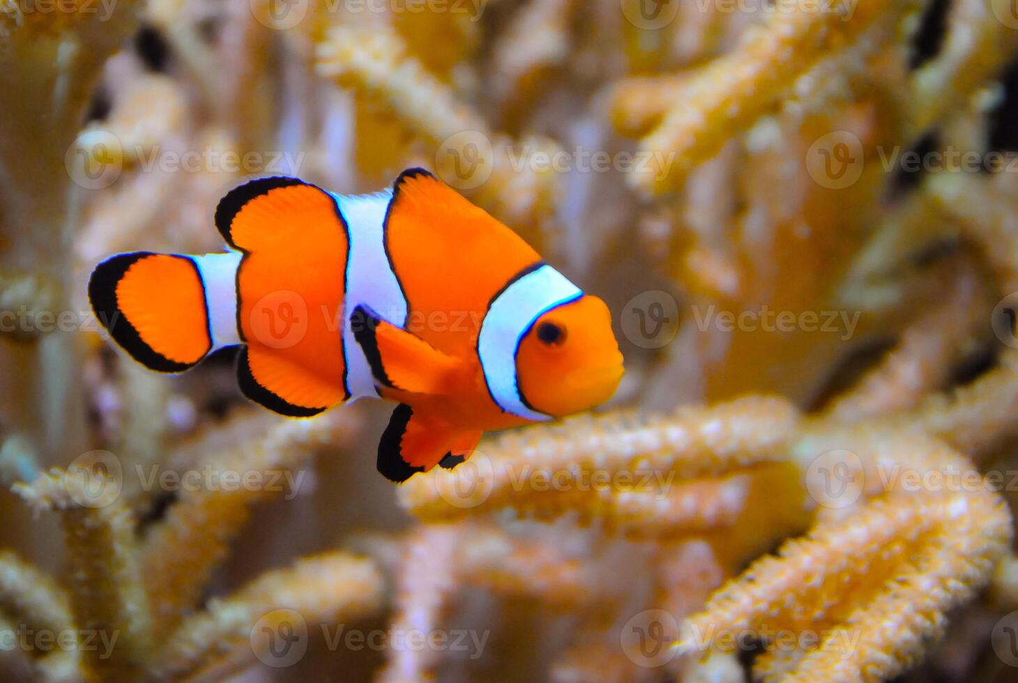 Clown fish, Anemonefish Amphiprion ocellaris swim among the tentacles of anemones, symbiosis of fish and anemones photo