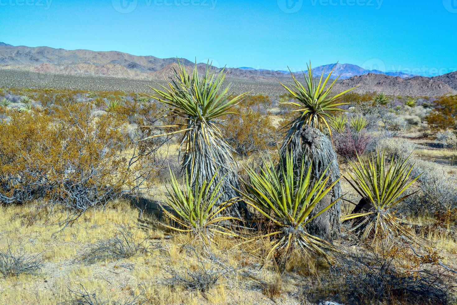 Rock desert landscape in California, yucca, cacti and desert plants in the foreground. photo