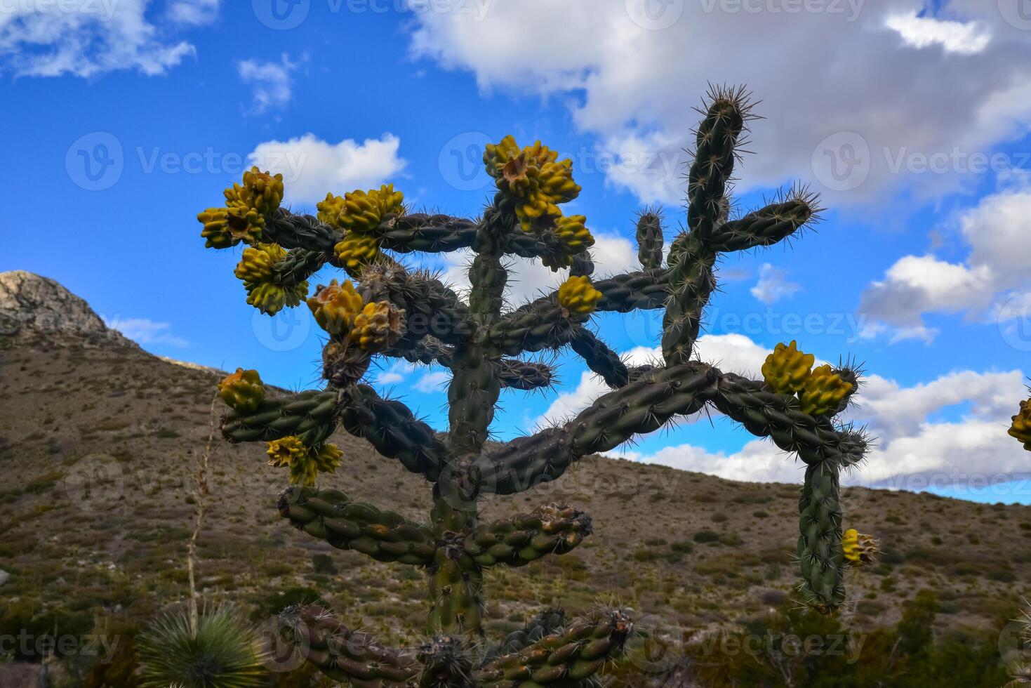 Cacti Tree cholla Cylindropuntia imbricata against the blue sky in a mountain landscape in New Mexico, USA photo