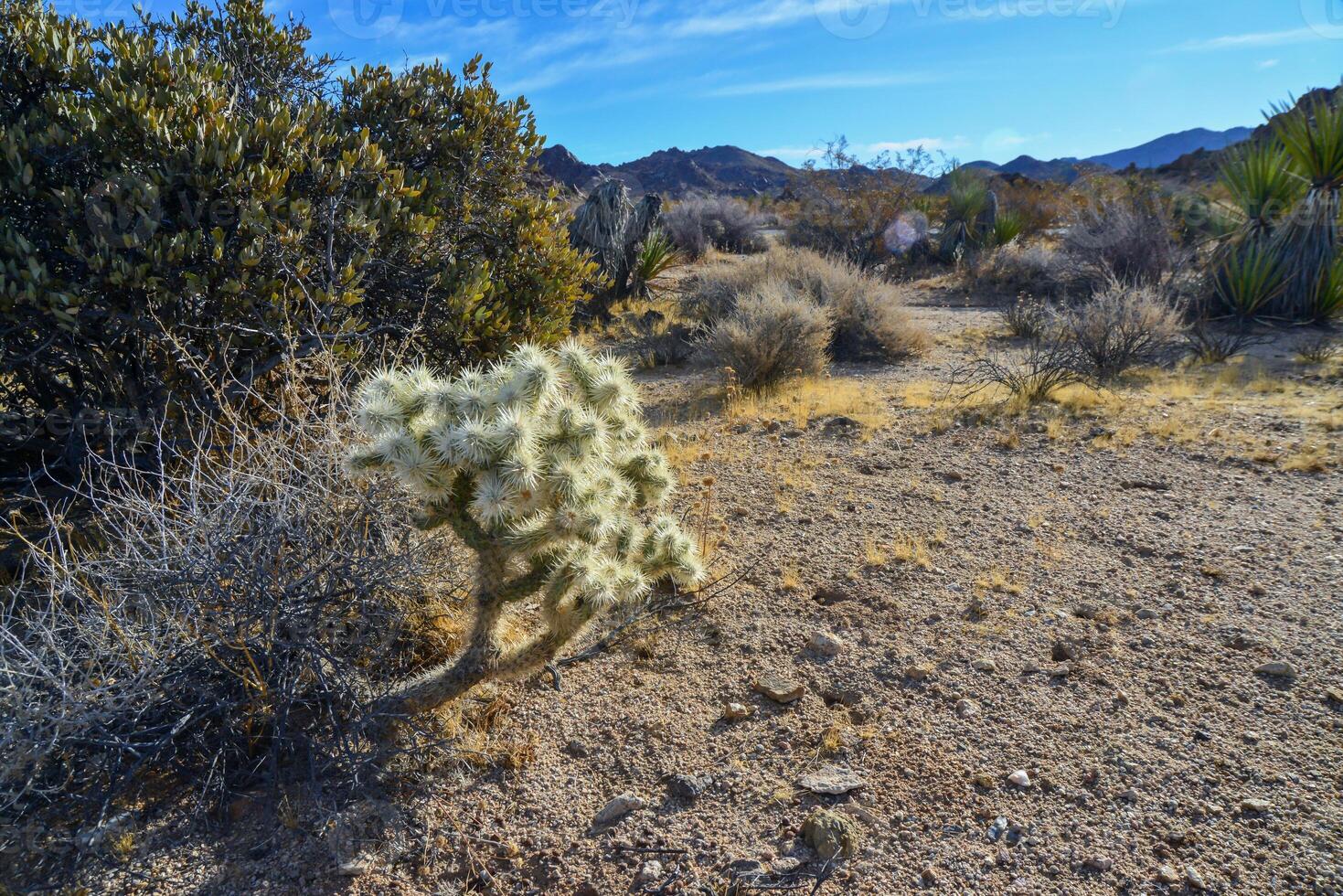 Cylindropuntia echinocarpa - Cholla Cactus Garden Sunset Mojave Desert Joshua Tree National Park photo