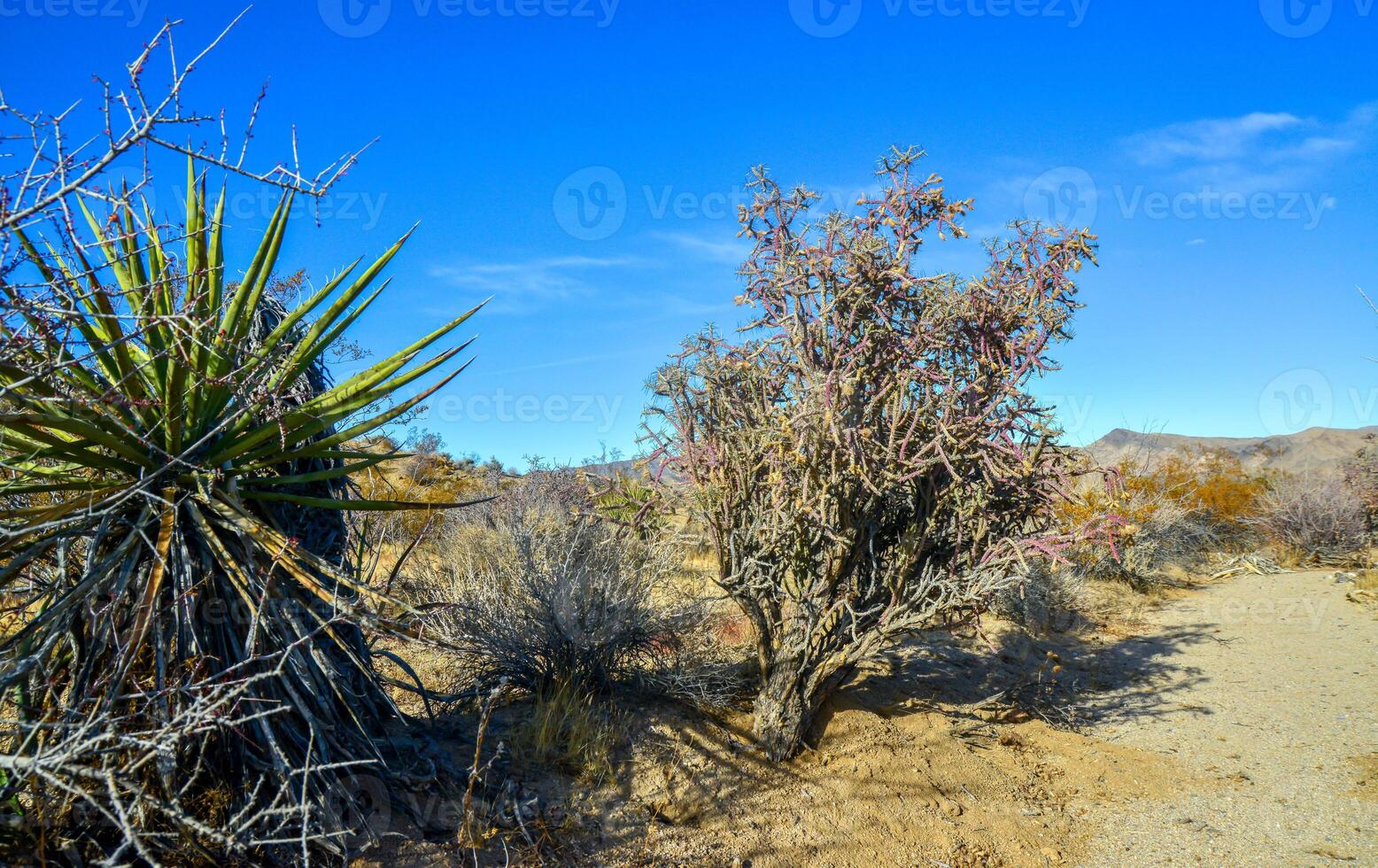 Rock desert landscape in California, yucca, cacti Cylindropuntia sp. and desert plants in the foreground photo