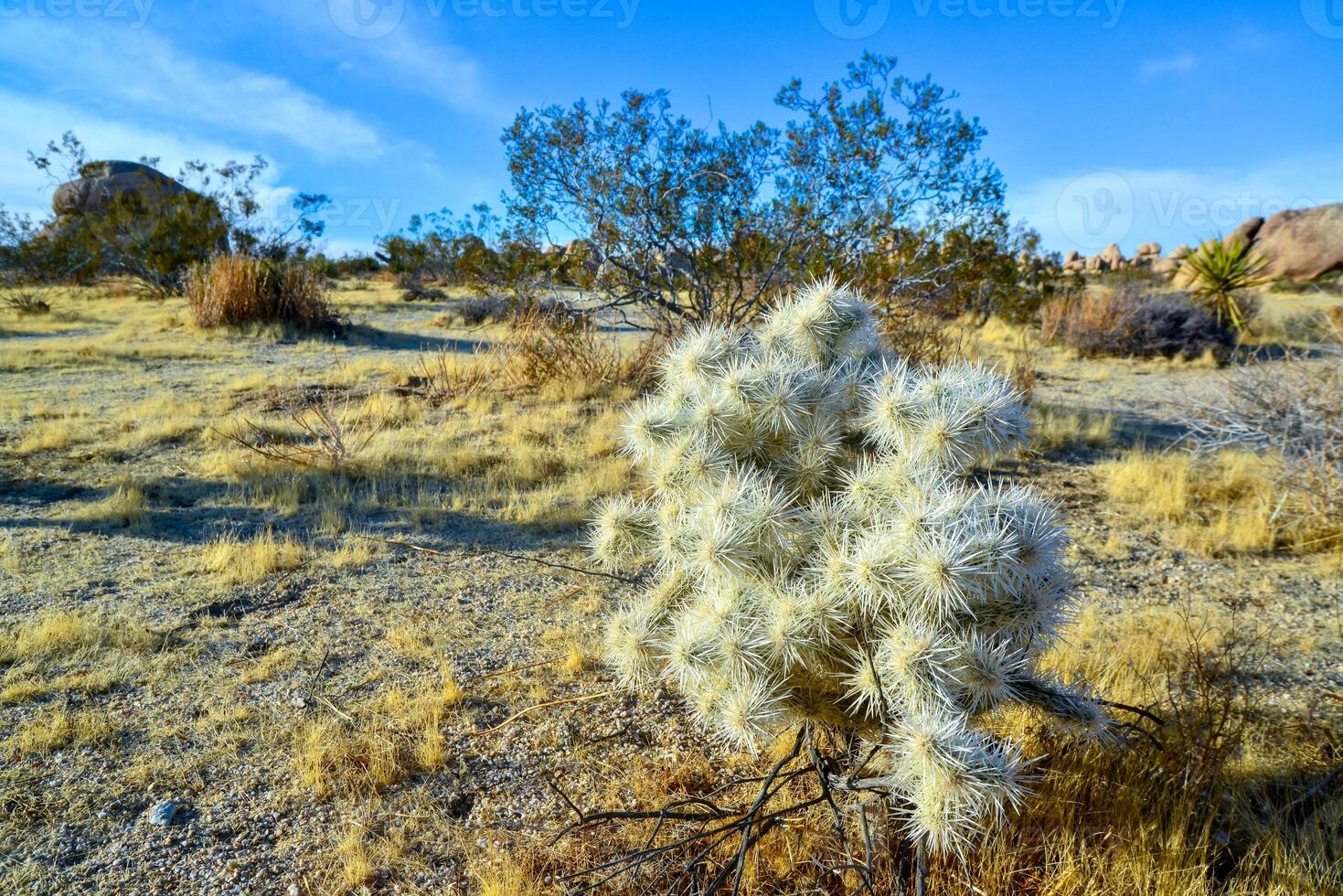 Cylindropuntia echinocarpa - Cholla Cactus Garden Sunset Mojave Desert Joshua Tree National Park photo