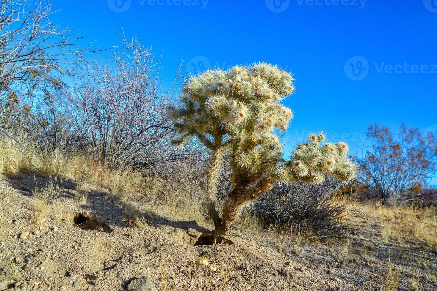 Teddy bear cholla - Cylindropuntia bigelovii, Cholla Cactus Garden at Joshua Tree National Park photo