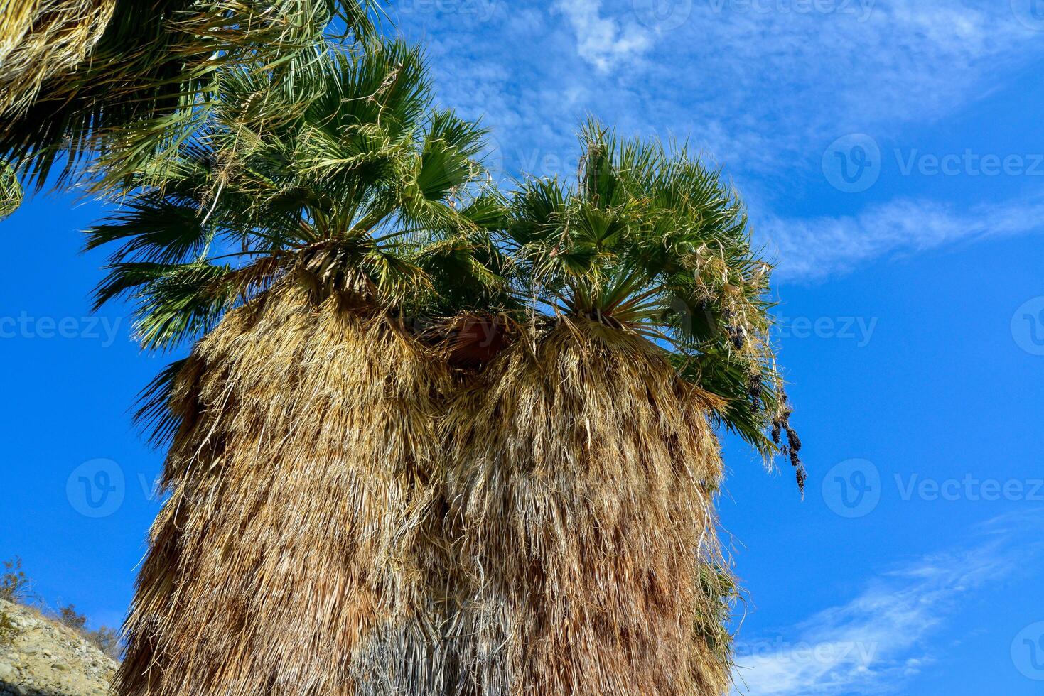 Palm trees rise in the desert at Thousand Palms Oasis near Coachella Valley Preserve. Villis palms oasis. California photo