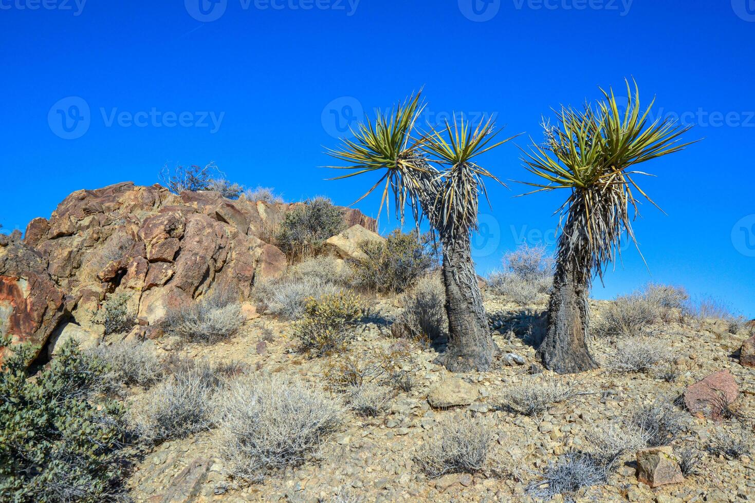 Rock desert landscape in California, yucca, cacti and desert plants in the foreground. photo