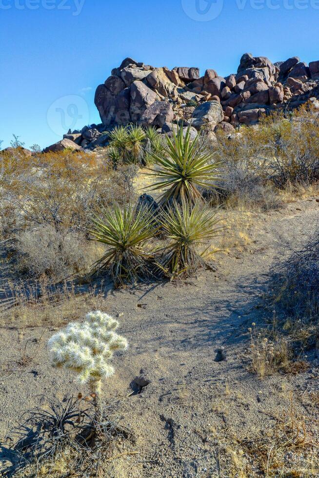 Cylindropuntia echinocarpa - Cholla Cactus Garden Sunset Mojave Desert Joshua Tree National Park photo