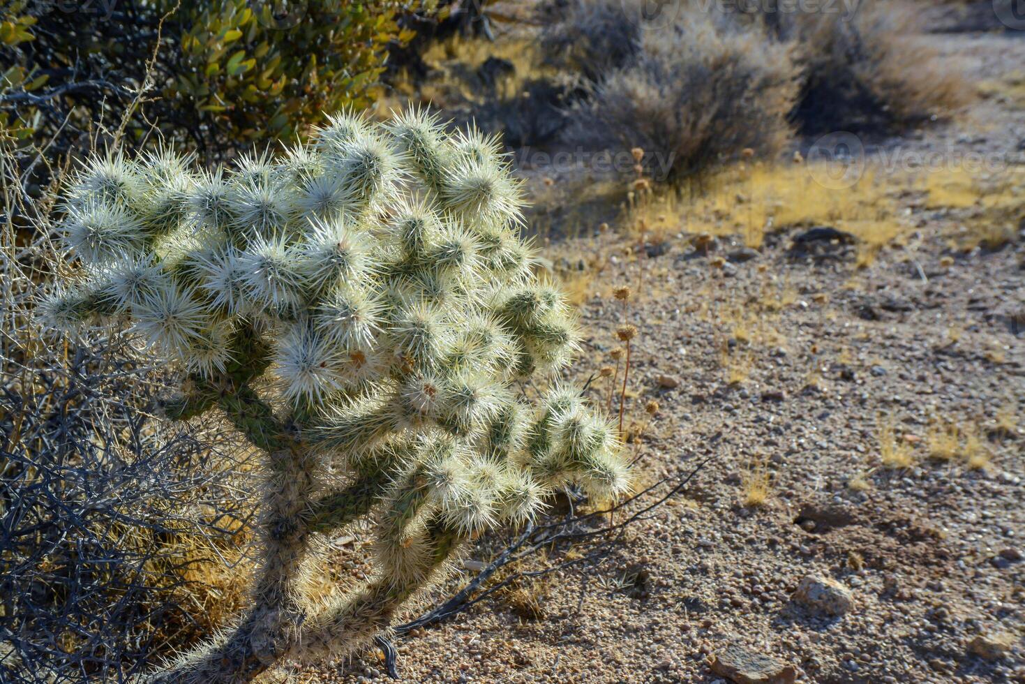 Cylindropuntia echinocarpa - Cholla Cactus Garden Sunset Mojave Desert Joshua Tree National Park photo