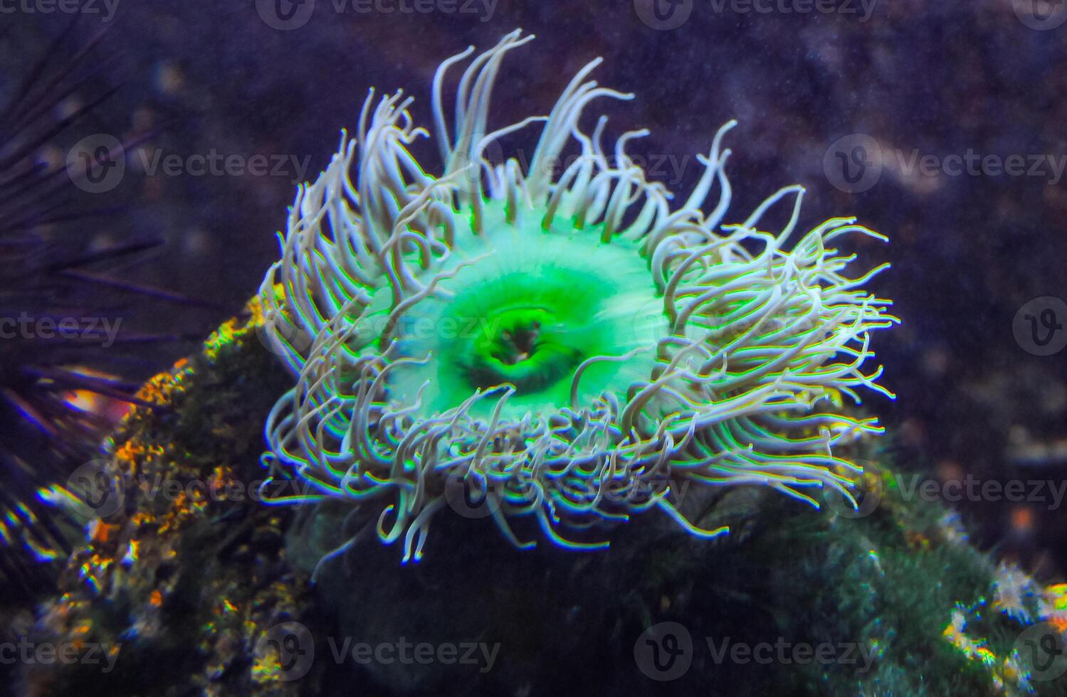 Giant Green Anemone or Anthopleura sp. in a marine aquarium photo