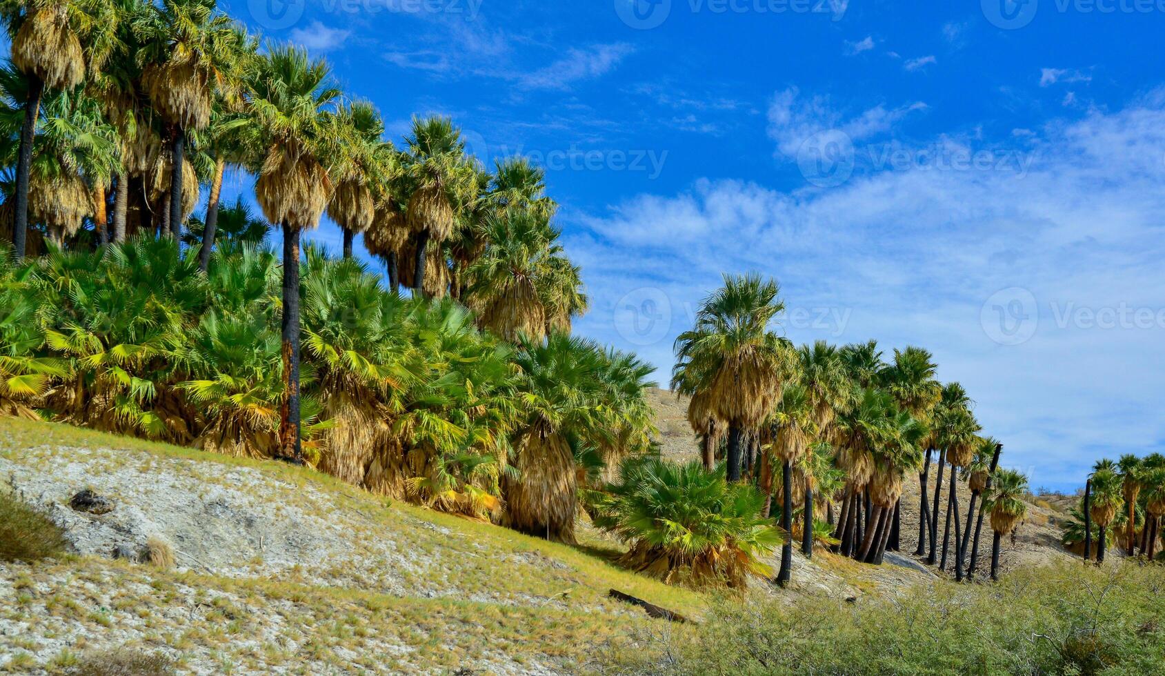 Palm trees rise in the desert at Thousand Palms Oasis near Coachella Valley Preserve. Villis palms oasis. California photo