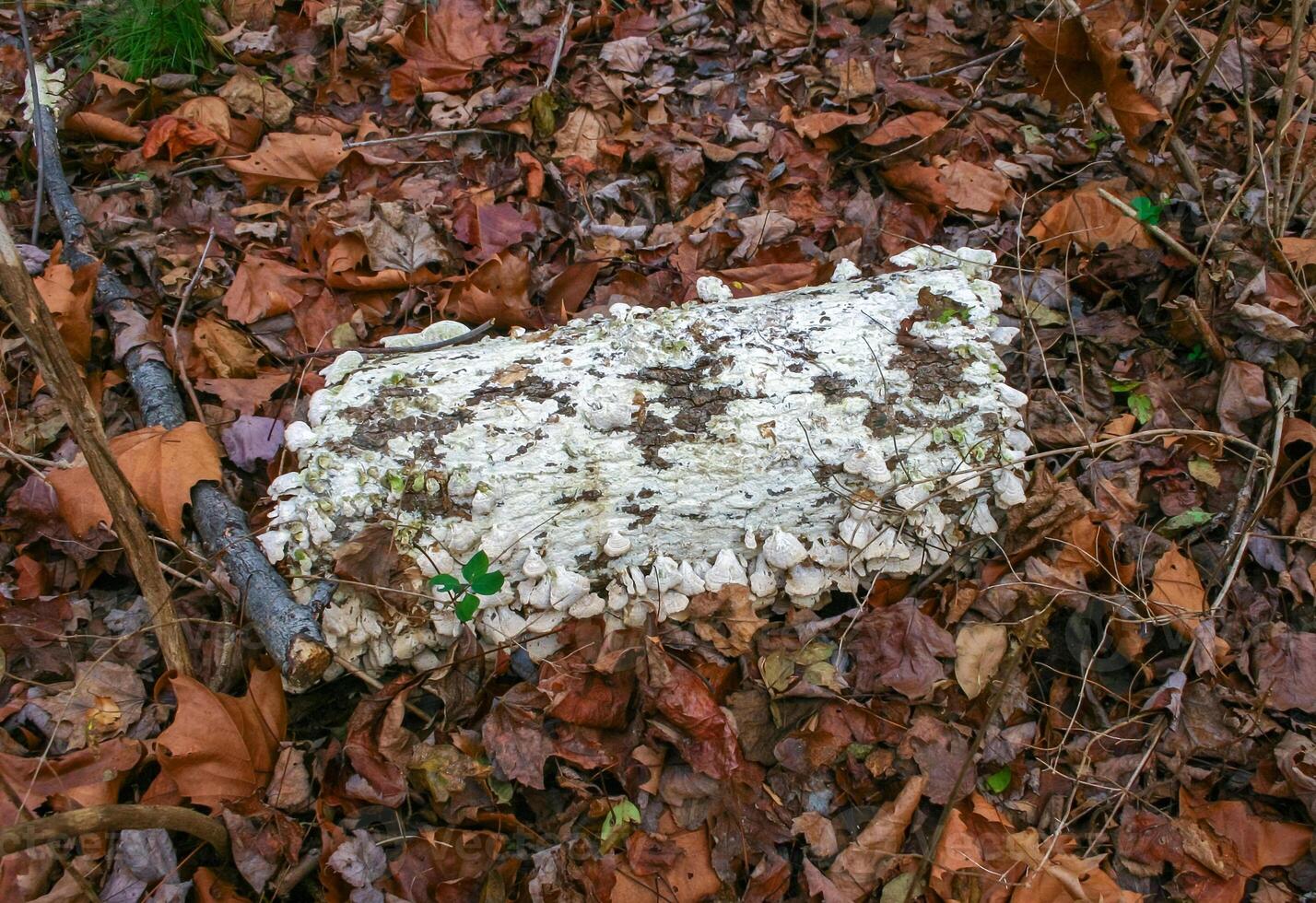 Tree-destroying saprophytic fungi Trichaptum biforme, commonly known as the violet-pored bracket fungus, purple tooth, NJ photo