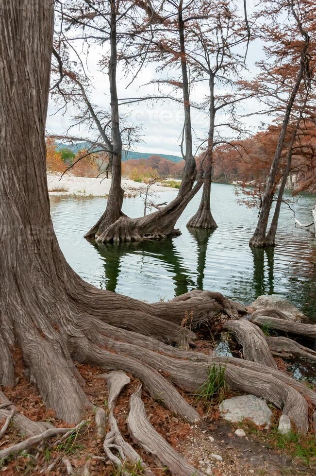 Large roots of bog cypress growing in the water on the banks of the river, Texas, Garner State Park, USA photo