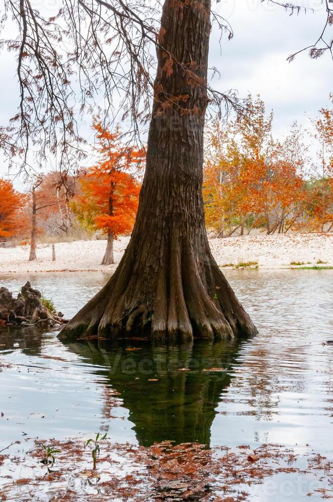 Large trunks of swamp cypress trees growing in the water on the banks of the river. Texas, Garner State Park, USA photo